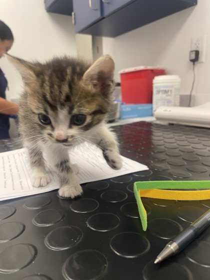 Shelter Stray Female Cat last seen Del Webb and Sun City Blvd, Roseville City, CA, 200 Tahoe Ave, Roseville, CA 95678, USA