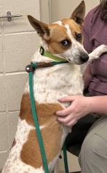 Shelter Stray Female Dog last seen Near and promise rd, Hamilton County, IN, 10501 Hague Rd, Fishers, IN 46038, USA