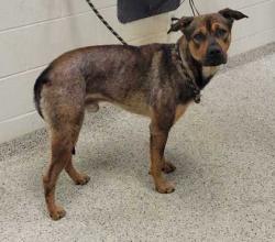 Shelter Stray Male Dog last seen Near Morrell Avenue, 64132, MO, 7077 Elmwood Ave, Kansas City, MO 64132, USA