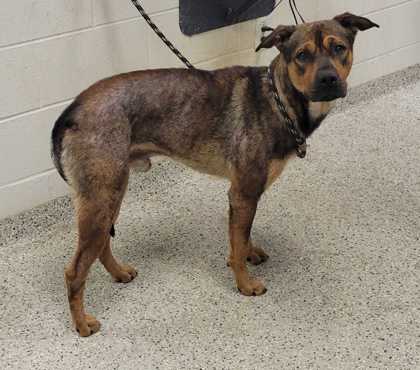 Shelter Stray Male Dog last seen Near Morrell Avenue, 64132, MO, 7077 Elmwood Ave, Kansas City, MO 64132, USA
