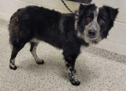 Shelter Stray Male Dog last seen I 435 Hwy & E 23rd Trfy, KCMO, 64129, 64129, MO, 7077 Elmwood Ave, Kansas City, MO 64132, USA