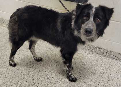Shelter Stray Male Dog last seen I 435 Hwy & E 23rd Trfy, KCMO, 64129, 64129, MO, 7077 Elmwood Ave, Kansas City, MO 64132, USA