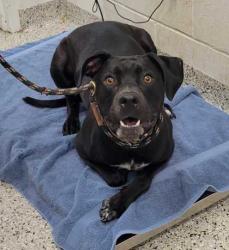 Shelter Stray Male Dog last seen Near W. 89th Terrace, 64114, MO, 7077 Elmwood Ave, Kansas City, MO 64132, USA