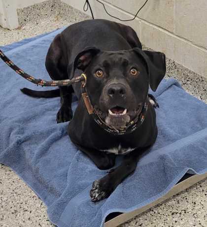 Shelter Stray Male Dog last seen Near W. 89th Terrace, 64114, MO, 7077 Elmwood Ave, Kansas City, MO 64132, USA