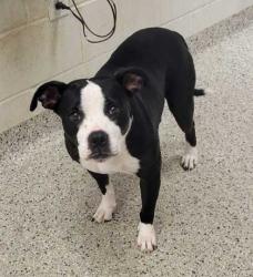 Shelter Stray Female Dog last seen E 24th & Brooklyn, KCMO, 64127, 64127, KS, 7077 Elmwood Ave, Kansas City, MO 64132, USA
