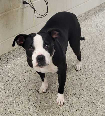 Shelter Stray Female Dog last seen E 24th & Brooklyn, KCMO, 64127, 64127, KS, 7077 Elmwood Ave, Kansas City, MO 64132, USA