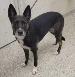 Shelter Stray Female Dog last seen Blue River Rd & Blue Ridge Blvd, KCMO, 64146, 64146, MO, 7077 Elmwood Ave, Kansas City, MO 64132, USA