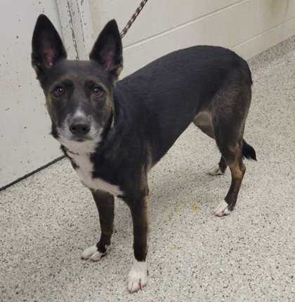 Shelter Stray Female Dog last seen Blue River Rd & Blue Ridge Blvd, KCMO, 64146, 64146, MO, 7077 Elmwood Ave, Kansas City, MO 64132, USA