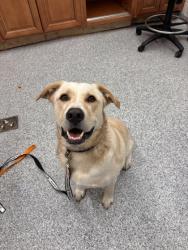 Shelter Stray Male Dog last seen Near Clinton Hwy, Knox County GP, TN, 3201 Division St, Knoxville, TN 37919, USA