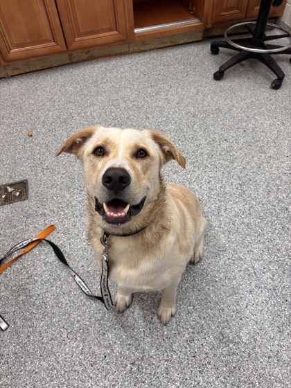 Shelter Stray Male Dog last seen Near Clinton Hwy, Knox County GP, TN, 3201 Division St, Knoxville, TN 37919, USA