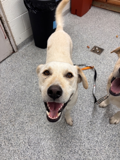 Shelter Stray Male Dog last seen Near Clinton Hwy, Knox County GP, TN, 3201 Division St, Knoxville, TN 37919, USA