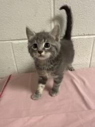 Shelter Stray Female Cat last seen Near Lunaria Rd, Knox County GP, TN, 3201 Division St, Knoxville, TN 37919, USA
