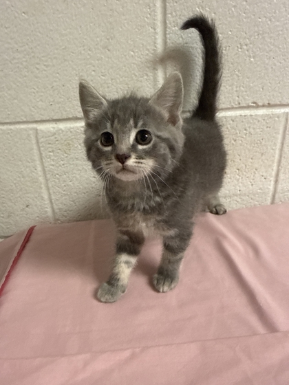 Shelter Stray Female Cat last seen Near Lunaria Rd, Knox County GP, TN, 3201 Division St, Knoxville, TN 37919, USA