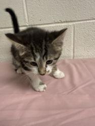 Shelter Stray Male Cat last seen Near Lunaria Rd, Knox County GP, TN, 3201 Division St, Knoxville, TN 37919, USA