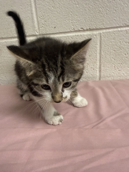 Shelter Stray Male Cat last seen Near Lunaria Rd, Knox County GP, TN, 3201 Division St, Knoxville, TN 37919, USA