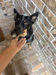 Shelter Stray Female Dog last seen , South District, TX, 355 Hillshire Dr, Haslet, TX 76052, USA