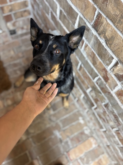 Shelter Stray Female Dog last seen , South District, TX, 355 Hillshire Dr, Haslet, TX 76052, USA