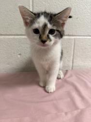 Shelter Stray Female Cat last seen Near Lunaria Rd, Knox County GP, TN, 3201 Division St, Knoxville, TN 37919, USA