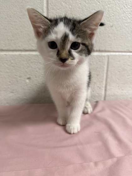 Shelter Stray Female Cat last seen Near Lunaria Rd, Knox County GP, TN, 3201 Division St, Knoxville, TN 37919, USA