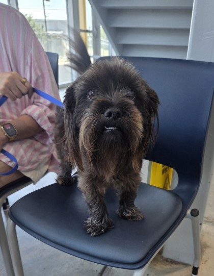 Shelter Stray Male Dog last seen Near Daisy Leaf Dr, North District, TX, 355 Hillshire Dr, Haslet, TX 76052, USA