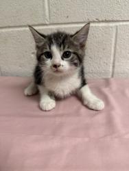 Shelter Stray Male Cat last seen Near Lunaria Rd, Knox County GP, TN, 3201 Division St, Knoxville, TN 37919, USA