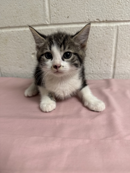 Shelter Stray Male Cat last seen Near Lunaria Rd, Knox County GP, TN, 3201 Division St, Knoxville, TN 37919, USA