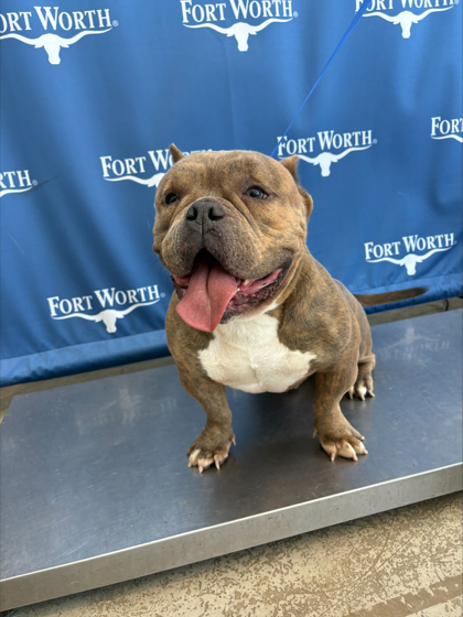Shelter Stray Male Dog last seen Near Hale Ave, North District, TX, 355 Hillshire Dr, Haslet, TX 76052, USA
