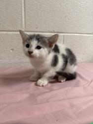 Shelter Stray Male Cat last seen Near Lunaria Rd, Knox County GP, TN, 3201 Division St, Knoxville, TN 37919, USA