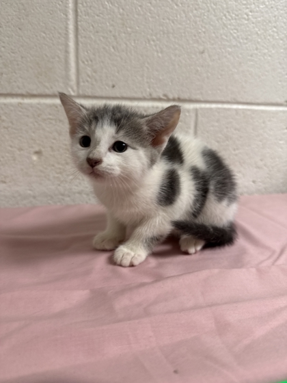 Shelter Stray Male Cat last seen Near Lunaria Rd, Knox County GP, TN, 3201 Division St, Knoxville, TN 37919, USA