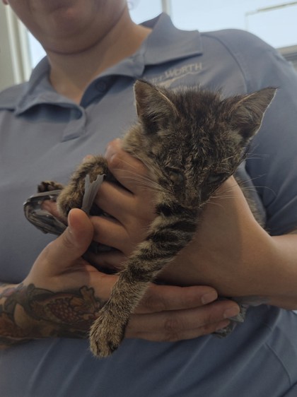 Shelter Stray Unknown Cat last seen Near N Houston St, North District, TX, 355 Hillshire Dr, Haslet, TX 76052, USA