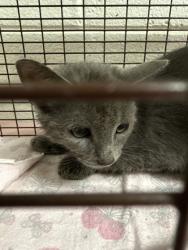 Shelter Stray Unknown Cat last seen Near Argone Rd, Knox County GP, TN, 3201 Division St, Knoxville, TN 37919, USA