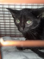 Shelter Stray Unknown Cat last seen Near Argone Rd, Knox County GP, TN, 3201 Division St, Knoxville, TN 37919, USA