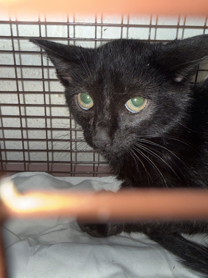 Shelter Stray Unknown Cat last seen Near Argone Rd, Knox County GP, TN, 3201 Division St, Knoxville, TN 37919, USA