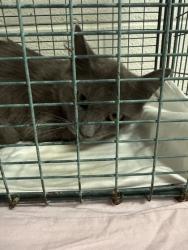 Shelter Stray Male Cat last seen Near Alcoa Hwy, Knox County GP, TN, 3201 Division St, Knoxville, TN 37919, USA