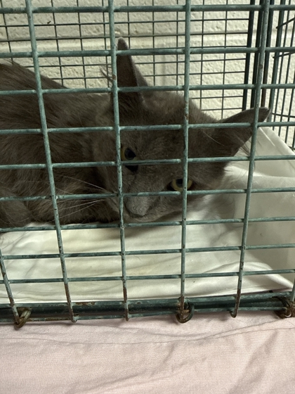 Shelter Stray Male Cat last seen Near Alcoa Hwy, Knox County GP, TN, 3201 Division St, Knoxville, TN 37919, USA