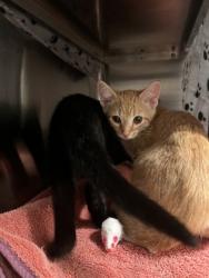 Shelter Stray Unknown Cat last seen Near Dunwoody PL, Atlanta, GA, 1251 Fulton Industrial Blvd NW, Atlanta, GA 30336, USA