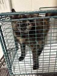 Shelter Stray Female Cat last seen Near Edgemoor Lane, Anderson County, TN, 3201 Division St, Knoxville, TN 37919, USA