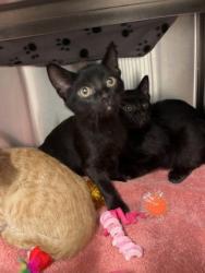 Shelter Stray Unknown Cat last seen Near Dunwoody PL, Atlanta, GA, 1251 Fulton Industrial Blvd NW, Atlanta, GA 30336, USA