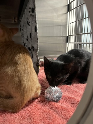 Shelter Stray Unknown Cat last seen Near Dunwoody PL, Atlanta, GA, 1251 Fulton Industrial Blvd NW, Atlanta, GA 30336, USA