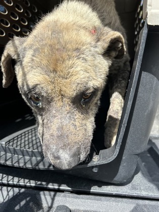 Shelter Stray Female Dog last seen S Bryan Ave & W South Ave, Fresno Zone Fresno CO 1A 93706, CA, 1510 W Dan Ronquillo Dr, Fresno, CA 93706, USA