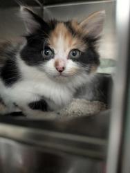Shelter Stray Female Cat last seen Near Luna (ACO-PN), Valencia,, 1209 NM-314, Los Lunas, NM 87031, USA