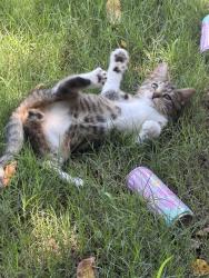 Lost Male Cat last seen Panorama farms greer, Greer, SC 29651