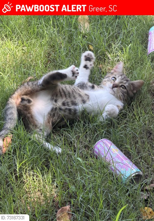 Lost Male Cat last seen Panorama farms greer, Greer, SC 29651