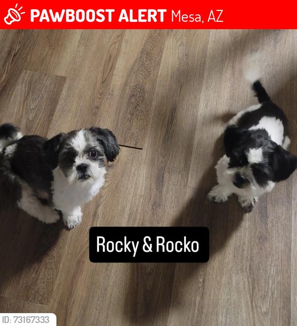 Lost Male Dog last seen Barber shop, church, Mesa, AZ 85204