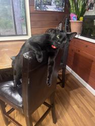 Lost Male Cat last seen Othello tunnels, Hope, BC V0X 1L1
