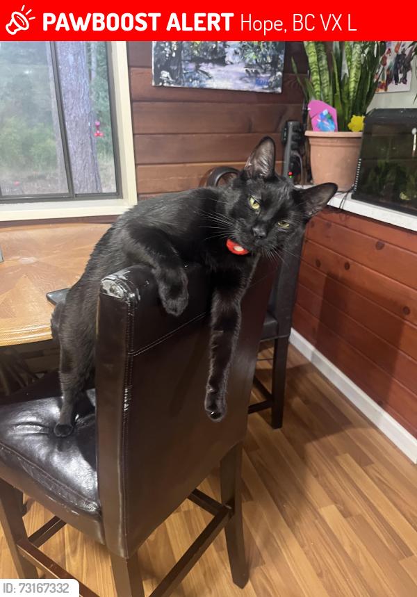Lost Male Cat last seen Othello tunnels, Hope, BC V0X 1L1