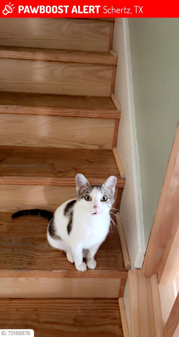 Lost Female Cat last seen Woodland Oaks Drive and FM 3009, Schertz, TX 78154