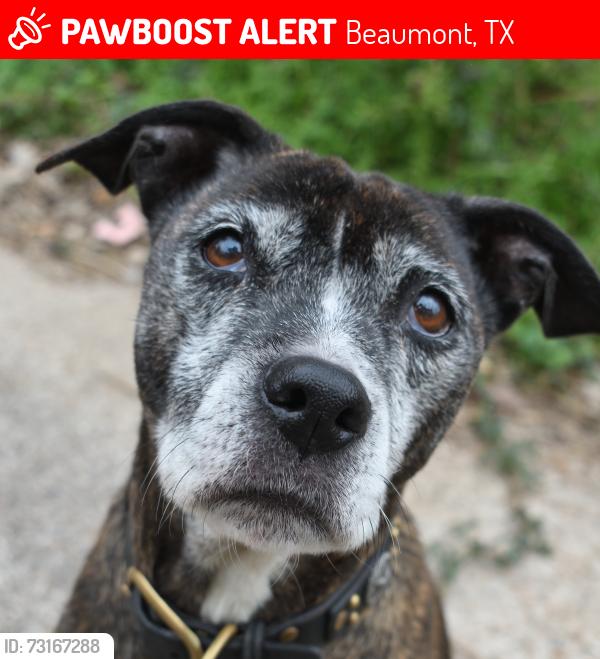 Lost Female Dog last seen Near block of East Elgie Street in the South Park area of Beaumont, TX, Beaumont, TX 77705
