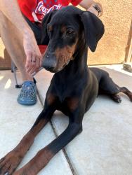 Found/Stray Unknown Dog last seen Mojave & Bellflower, Victorville, CA 92394