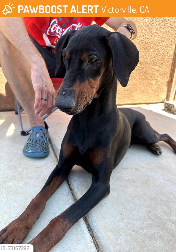 Found/Stray Unknown Dog last seen Mojave & Bellflower, Victorville, CA 92394